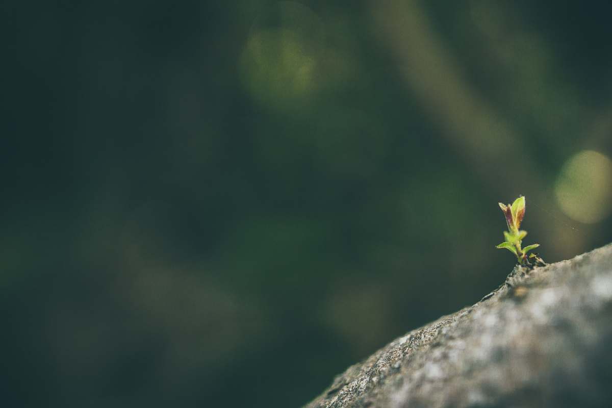 close up green plant growing on stone macro photography
